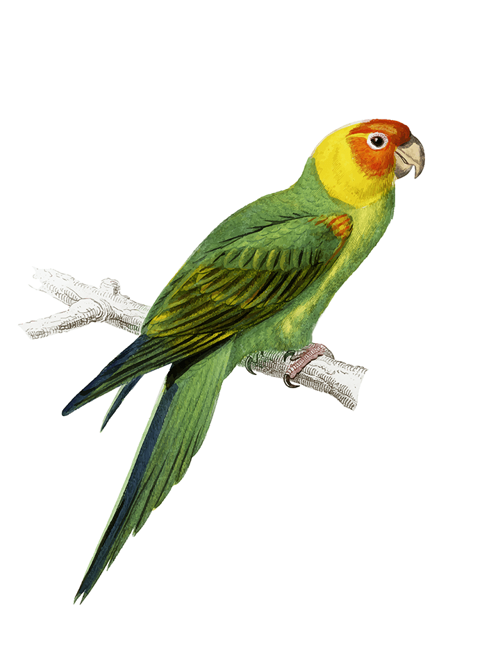 perroquet posé sur sa branche